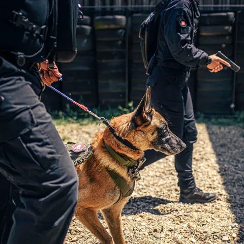 K9 handler on a protection detail