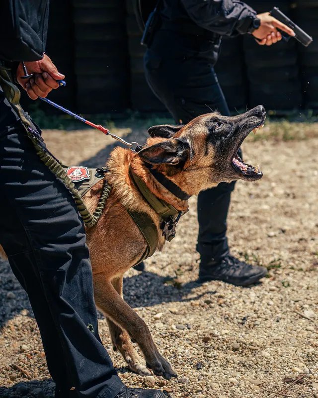 Protection dog on alert