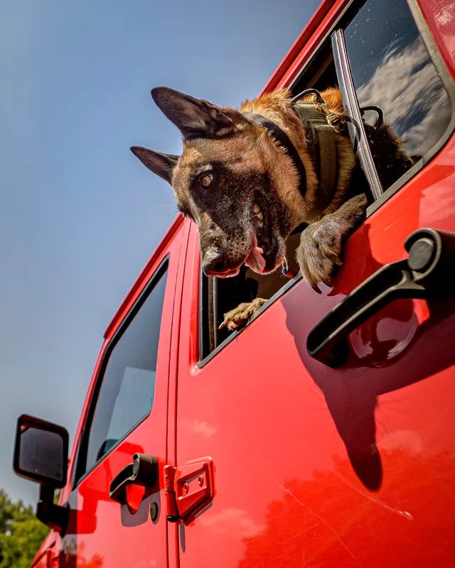 K9 unit on the move