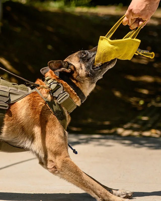 K9 bite work training