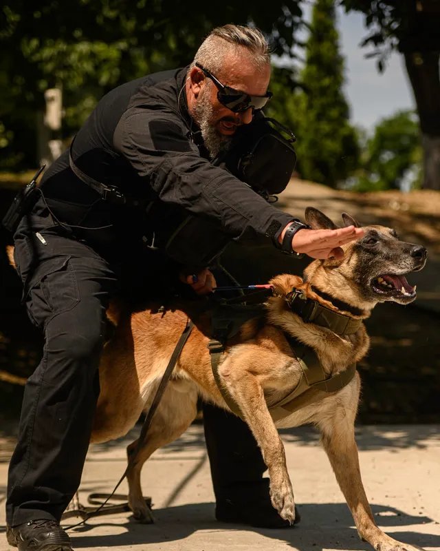 Protection dog bite work training